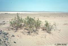 79-322-LA1963-SAL3204-low
