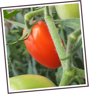 たんじゅん野菜のトマト