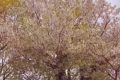 桜吹雪の中の収穫